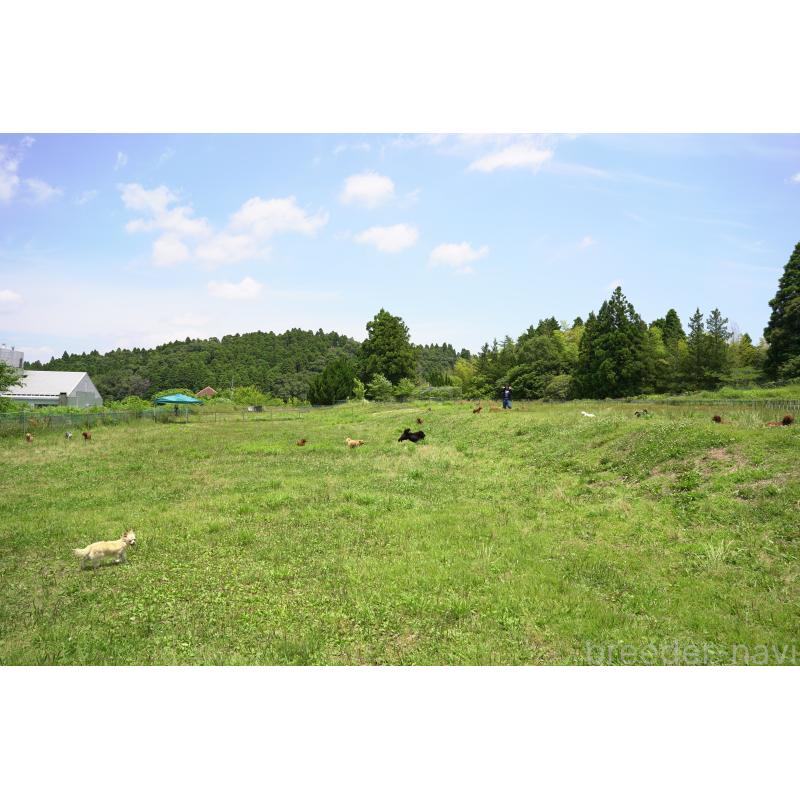 成約済の千葉県のトイプードル-396732の2枚目